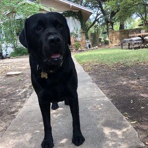 Meet your Posher, Joey